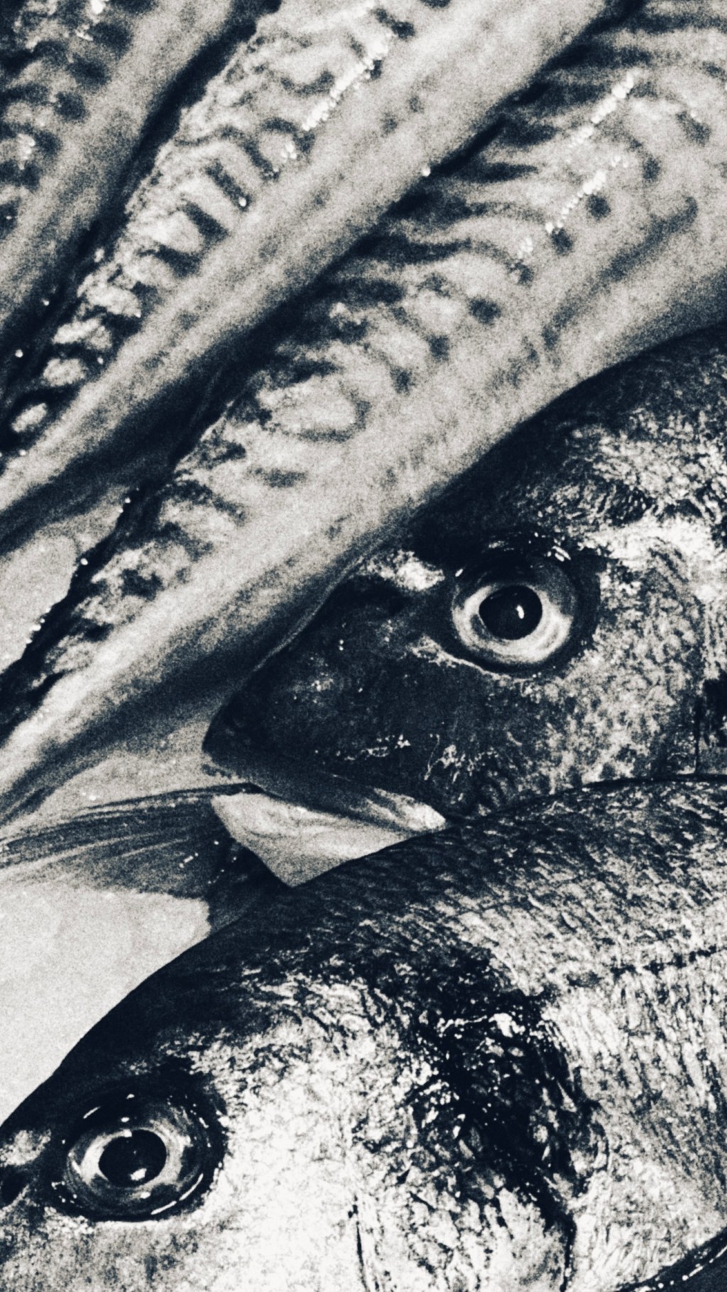 Setchu – Social Media&nbsp;FW24